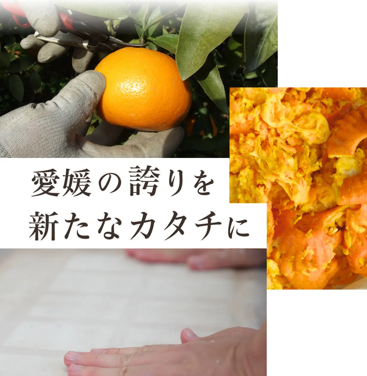 愛媛の誇りを新たなカタチに